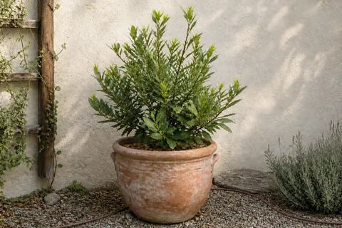 The same plant on 9 April 2026, pale new growth at the tips.