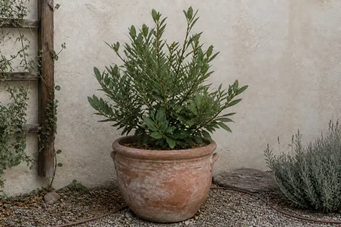 The bay laurel on 12 January 2026, pruned back, its inner branches showing.