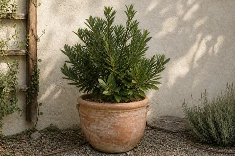 The same plant on 21 July 2026, canopy full and dark.